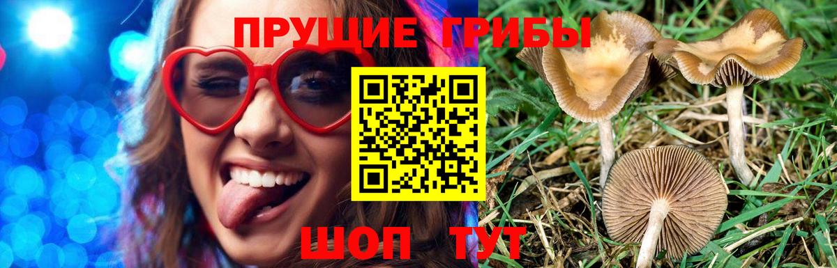 Елизово  Псилоцибиновые грибы мицелий  Псилоцибиновые грибы Psilocybine cubensis  Вход с VPN 
